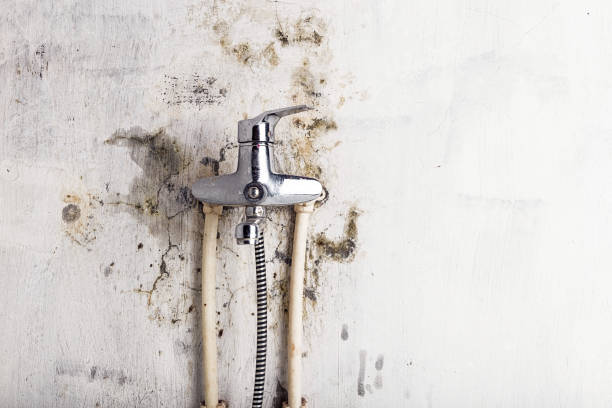 Best Same-Day Mold Removal  in South Jacksonvle, IL