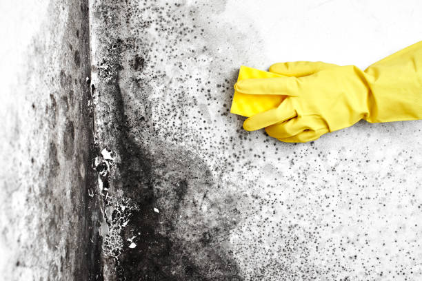 South Jacksonville, IL Mold Removal Company