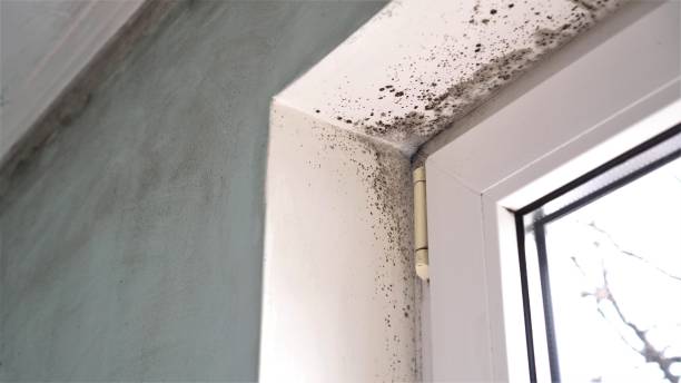 Best Mold Removal Near Me  in South Jacksonvle, IL