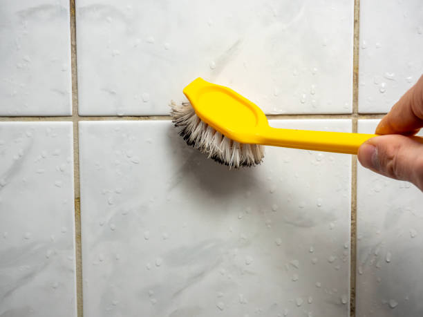 South Jacksonville, IL Mold Removal Company