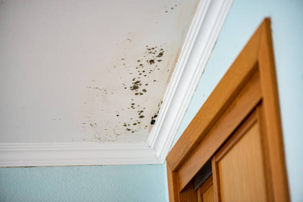 Mold Testing and Removal in South Jacksonville, IL