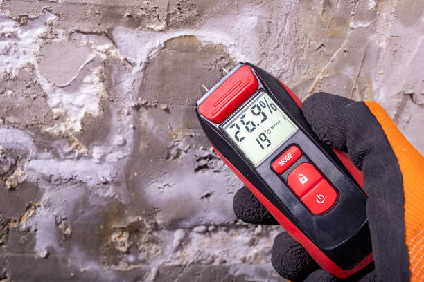 Best Same-Day Mold Removal  in South Jacksonvle, IL