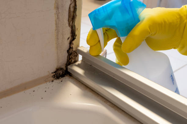 Best Fast Mold Removal  in South Jacksonvle, IL