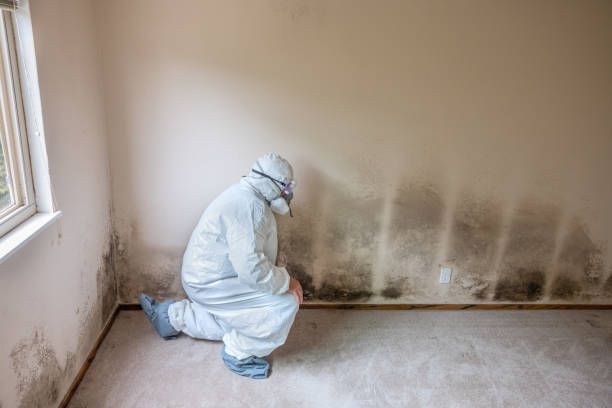 Best Home Mold Removal  in South Jacksonvle, IL
