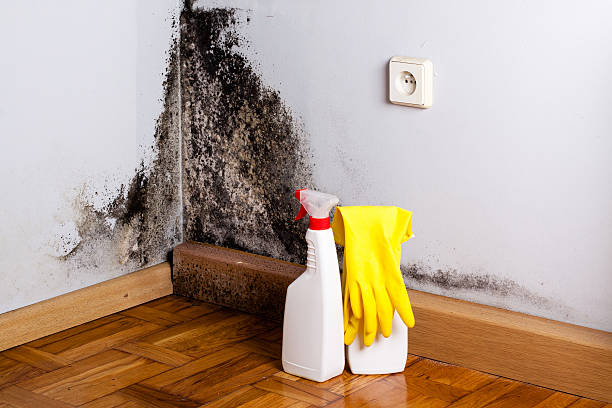 Best Emergency Mold Removal  in South Jacksonvle, IL