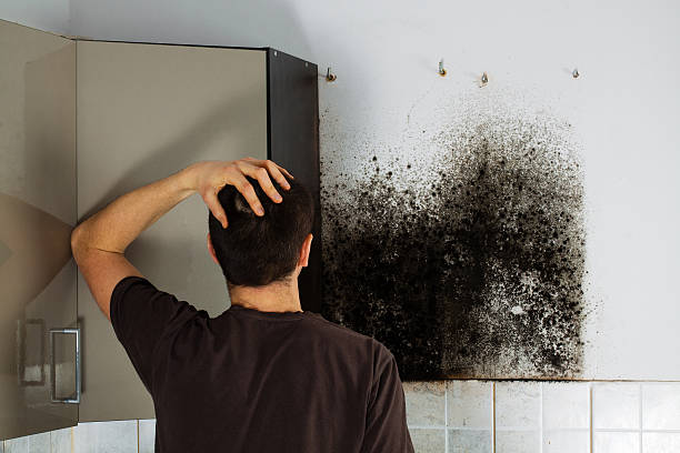 Best Toxic Mold Removal  in South Jacksonvle, IL