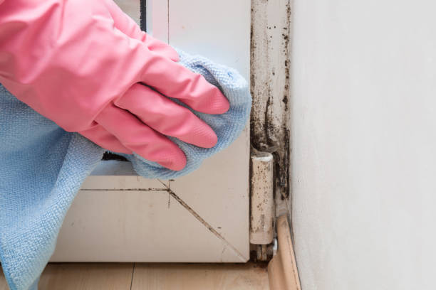 Best Local Mold Removal Service  in South Jacksonvle, IL