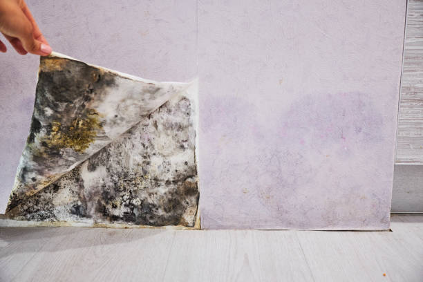 Best Certified Mold Removal  in South Jacksonvle, IL